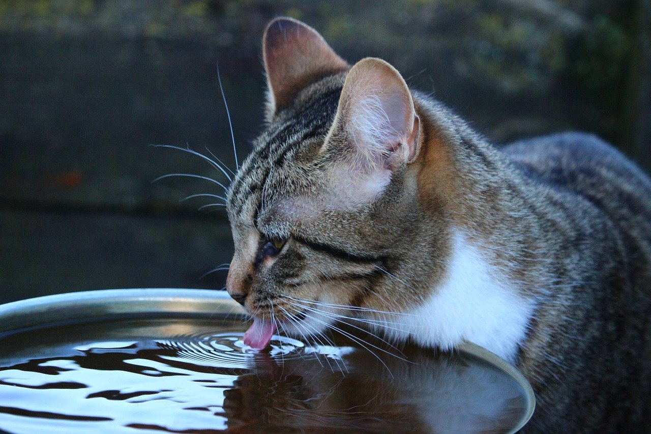 Overweldigend Onmogelijk afstand Katten fontein - Wanneer nodig? welke? + aanschaftips